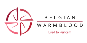 Belgian Warmblood - BWP